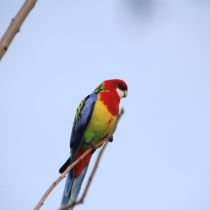 Platycercus eximius at Hackett, ACT - 12 Aug 2015 08:45 AM