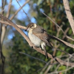 Cracticus torquatus (Grey Butcherbird) at Hackett, ACT - 16 Aug 2015 by petersan