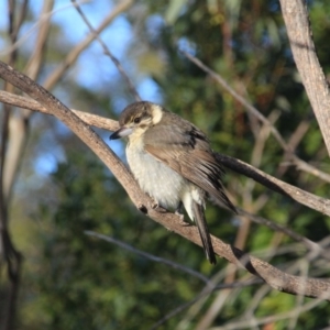 Cracticus torquatus at Hackett, ACT - 17 Aug 2015 08:00 AM