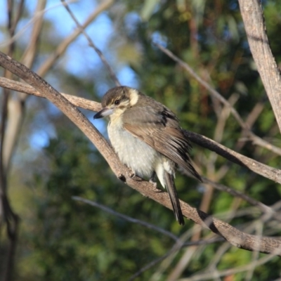 Cracticus torquatus (Grey Butcherbird) at Hackett, ACT - 16 Aug 2015 by petersan
