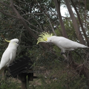 Cacatua galerita at Hackett, ACT - 12 Jul 2012