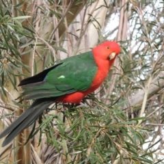 Alisterus scapularis (Australian King-Parrot) at Hackett, ACT - 29 Aug 2013 by petersan