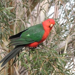 Alisterus scapularis at Hackett, ACT - 29 Aug 2013