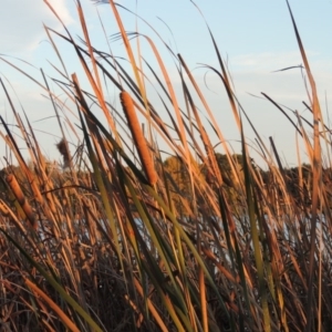 Typha orientalis at Canberra Central, ACT - 16 May 2016 06:12 PM