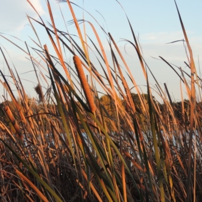 Typha orientalis (Broad-leaved Cumbumgi) at Canberra Central, ACT - 16 May 2016 by michaelb