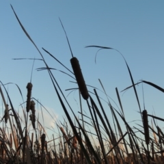 Typha orientalis at Canberra Central, ACT - 16 May 2016 06:12 PM