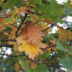 Quercus robur (English Oak) at Canberra Central, ACT - 16 May 2016 by michaelb