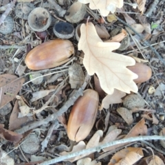 Quercus robur at Canberra Central, ACT - 16 May 2016