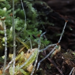 Chiloscyphus sp. at Cotter River, ACT - 18 May 2016