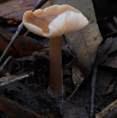 Unverified at Namadgi National Park - 18 May 2016 by KenT