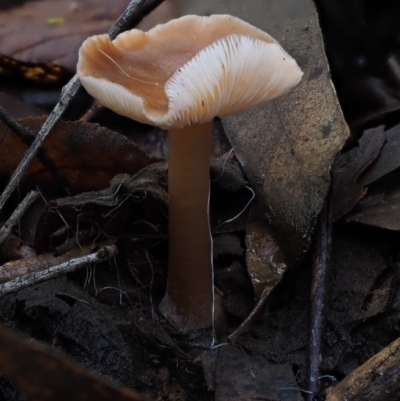 Unverified at Namadgi National Park - 18 May 2016 by KenT