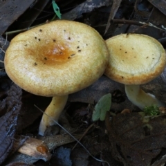 Austropaxillus sp. at Cotter River, ACT - 18 May 2016 by KenT