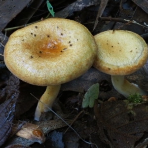 Austropaxillus sp. at Cotter River, ACT - 18 May 2016