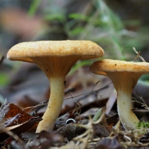 Austropaxillus sp. at Cotter River, ACT - 18 May 2016