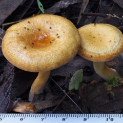 Austropaxillus sp. at Cotter River, ACT - 18 May 2016