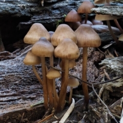 Mycena sp. (genus) (Mycena) at Cotter River, ACT - 18 May 2016 by KenT