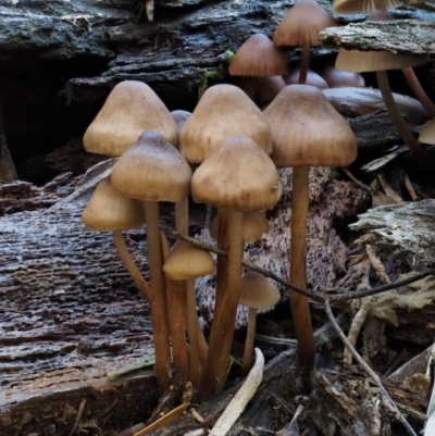 Mycena sp. (genus) (Mycena) at Cotter River, ACT - 18 May 2016 by KenT