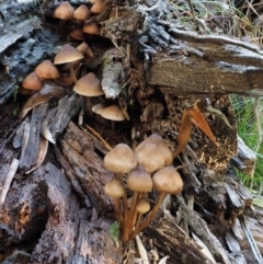 Mycena sp. at Cotter River, ACT - 18 May 2016