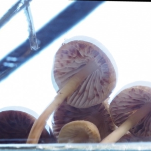 Mycena sp. at Cotter River, ACT - 18 May 2016