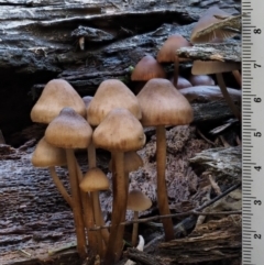 Mycena sp. at Cotter River, ACT - 18 May 2016