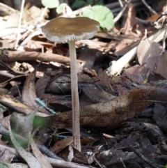 Oudemansiella gigaspora group (Rooting Shank) at Cotter River, ACT - 18 May 2016 by KenT