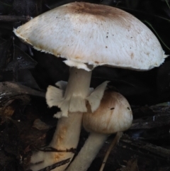 Agaricus sp. (Agaricus) at Cotter River, ACT - 18 May 2016 by KenT