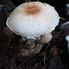 Agaricus sp. at Cotter River, ACT - 18 May 2016