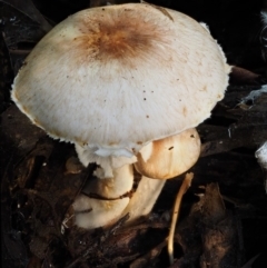 Agaricus sp. at Cotter River, ACT - 18 May 2016