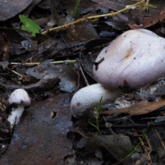 Cortinarius sp. (Cortinarius) at Cotter River, ACT - 18 May 2016 by KenT