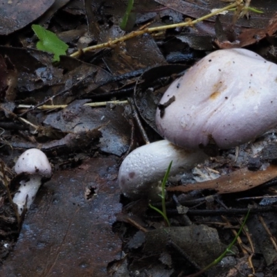 Cortinarius sp. - lilac, blue(ish), purple(ish) at Cotter River, ACT - 18 May 2016 by KenT