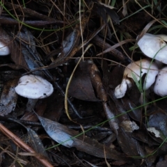 Cortinarius sp. - lilac, blue(ish), purple(ish) at Namadgi National Park - 18 May 2016 12:06 PM