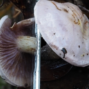 Cortinarius sp. - lilac, blue(ish), purple(ish) at Namadgi National Park - 18 May 2016 12:06 PM