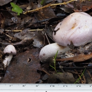 Cortinarius sp. - lilac, blue(ish), purple(ish) at Namadgi National Park - 18 May 2016