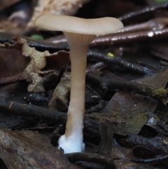 Clitocybe s. l. at Cotter River, ACT - 18 May 2016 by KenT