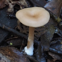 Clitocybe s. l. at Cotter River, ACT - 18 May 2016