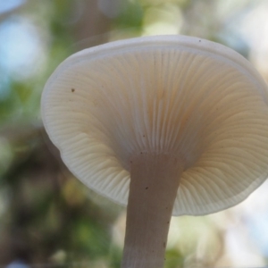 Clitocybe s. l. at Cotter River, ACT - 18 May 2016