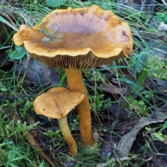 Cortinarius sp. (Cortinarius) at Cotter River, ACT - 18 May 2016 by KenT