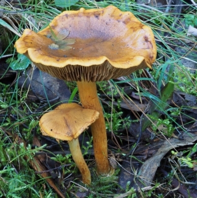 Cortinarius sp. (Cortinarius) at Cotter River, ACT - 18 May 2016 by KenT