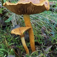 Cortinarius sp. at Cotter River, ACT - 18 May 2016