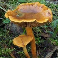 Cortinarius sp. at Cotter River, ACT - 18 May 2016 10:48 AM