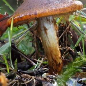 Cortinarius sp. at Cotter River, ACT - 18 May 2016 10:48 AM