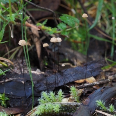 Marasmius crinisequi (Horse-hair fungus) at Uriarra Village, ACT - 18 May 2016 by KenT