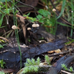 Marasmius crinisequi at Uriarra Village, ACT - 18 May 2016