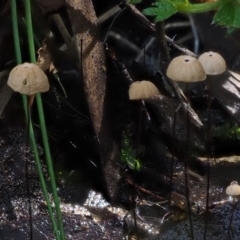 Marasmius crinisequi at Uriarra Village, ACT - 18 May 2016