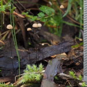 Marasmius crinisequi at Uriarra Village, ACT - 18 May 2016