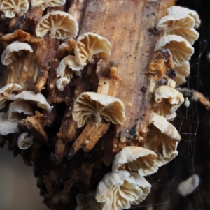 Marasmiellus affixus at Uriarra Village, ACT - 18 May 2016