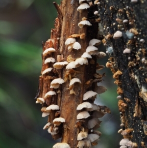 Marasmiellus affixus at Uriarra Village, ACT - 18 May 2016