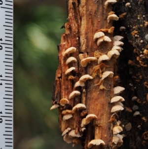 Marasmiellus affixus at Uriarra Village, ACT - 18 May 2016