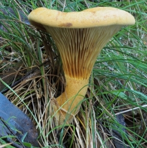 Austropaxillus sp. at Cotter River, ACT - 18 May 2016 09:32 AM