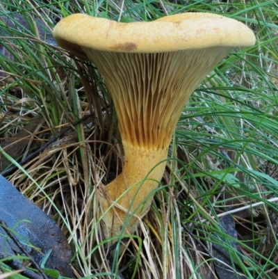 Austropaxillus sp. at Cotter River, ACT - 18 May 2016 by KenT